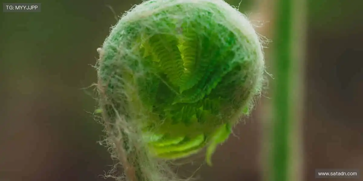 📺超清直播，一键解锁赛场心跳时刻！🎯